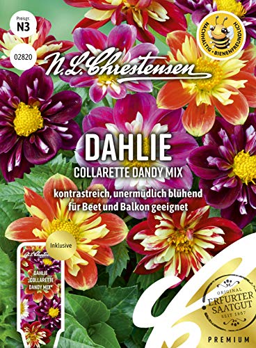 N. L. Chrestensen 02820 Dahlie Collarette Dandy Mix (Dahliensamen) von N.L.Chrestensen