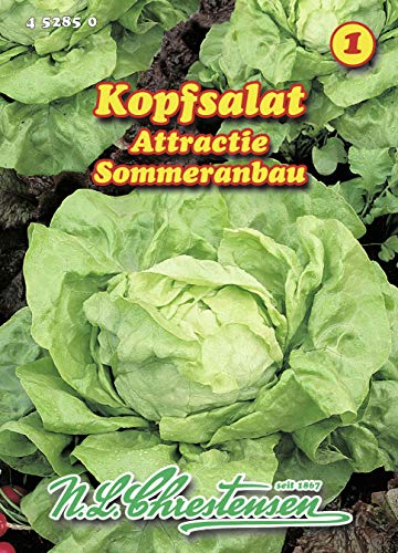 N.L. Chrestensen 452850 Kopfsalat Attractie (Kopfsalatsamen) von N.L.Chrestensen