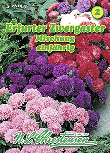 N.L. Chrestensen 526197 Erfurter Zwergaster Mischung (Zwergasternsamen) von N.L.Chrestensen