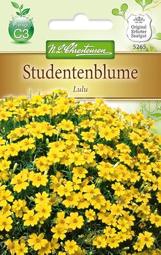 N.L.Chrestensen 5265, Tagetes tenuifolia Lulu, kleinblütig, hellgelb, Gelb N.L.Chrestensen 5265, Tagetes tenuifolia Lulu, kleinblütig, hellgelb, Gelb von N.L.Chrestensen
