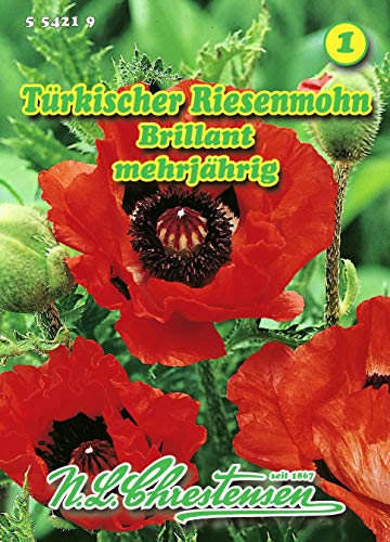 Papaver orientale, Türkischer Riesenmohn, Brillant hellrot N.L.Chrestensen von N.L. Chrestensen