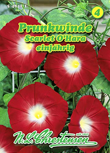 Pharbitis purpurea, Prunkwinde, Scarlet O‘Hara karmesin N.L.Chrestensen Pharbitis purpurea, Prunkwinde, Scarlet O‘Hara karmesin N.L.Chrestensen von N.L.Chrestensen