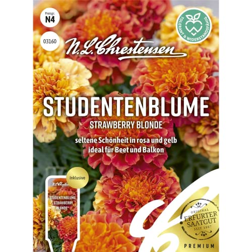 Studentenblume Strawberry Blonde, seltene Schönheit in rosa und gelb, Samen von N.L.Chrestensen