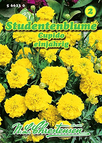 Tagetes patula nana, Studentenblume, Cupido niedrig, N.L.Chrestensen Samen Tagetes patula nana, Studentenblume, Cupido niedrig, N.L.Chrestensen Samen von N.L.Chrestensen