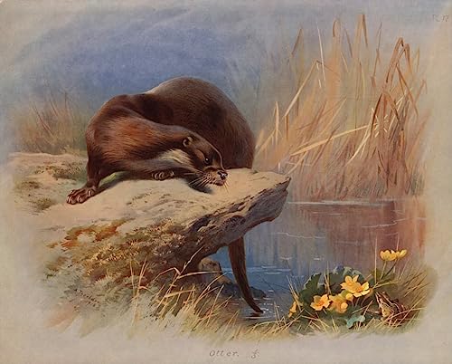 NAAYRASA Berühmte Gemälde Bild auf Leinwand Berühmte Leinwand Drucken Otter von Archibald Thorburn Abstrakte Wandkunst für Wohnzimmerdekoration 60x90cm NAAYRASA Berühmte Gemälde Bild auf Leinwand Berühmte Leinwand Drucken Otter von Archibald Thorburn Abstrakte Wandkunst für Wohnzimmerdekoration 60x90cm von NAAYRASA