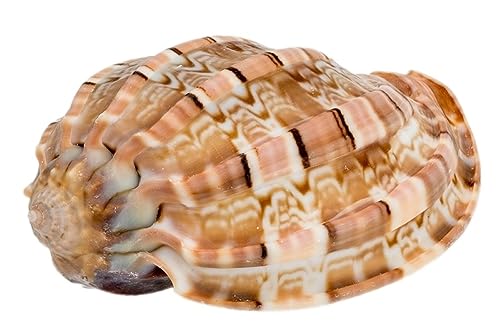 NaDeco HHarpa articularis ca. 5cm Harfenschnecke Schneckenhaus Deko-Schneckenhaus Deko-Schnecke Meeresschnecke Deko-Muscheln und Deko-Schnecken Maritime Dekoration Muscheln und Schnecken von NaDeco