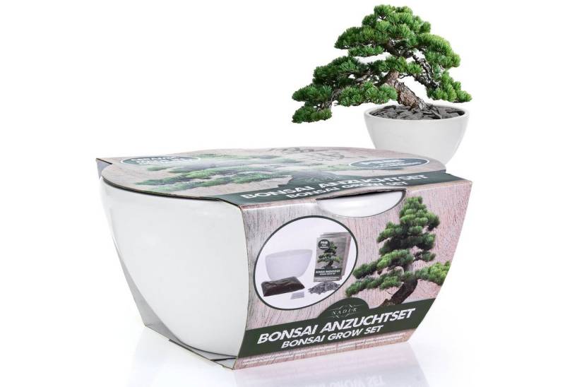 Kunstbonsai Bonsai Starter Kit Anzuchtset Pinie (Stone Pine) - Pflanzenset aus Samen, Schale, Erde, Steine & Anleitung - nachhaltiges Geschenk für Sie & Ihn Bonsai, NADIR von NADIR