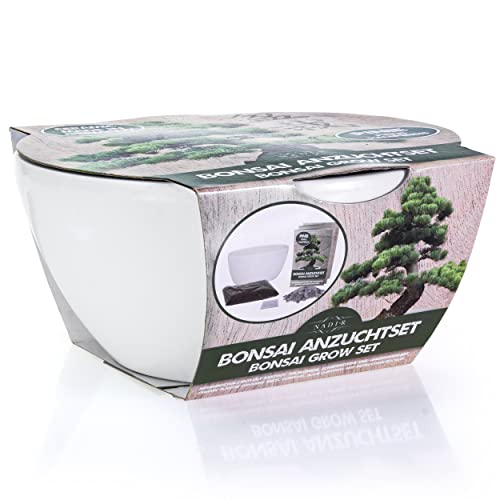 NADIR Bonsai Set Anzuchtset Bonsai Starter Kit Bonsai Tree Baum zum Verschenken Geburtstagsgeschenk-Bonsai Porzellan Schale aus Deutschland Samen + Keramik + Lavasteine + Erde + Broschüre (Pinie) von NADIR