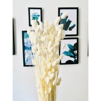 Gebleichte Phalaris | Trockenblumen Strauß Deko Boho Gebleichte Phalaris | Trockenblumen Strauß Deko Boho von NAMACRA