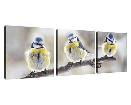 Eurasian Blue Tits Wandkunst Leinwand Vogel Dekor für Wand Tier Fotografie Bilder auf Wandkunst für Home Office Dekorationen Wohnzimmer Schlafzimmer und Küche Dekor 3 Stück gerahmte Leinwanddrucke von NAN Wind