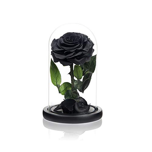 NATROSES Handgemachte konservierte Rosen in Glaskuppel, langlebige schwarze Rosen echt, Blumen für Frauen NATROSES Handgemachte konservierte Rosen in Glaskuppel, langlebige schwarze Rosen echt, Blumen für Frauen von NATROSES