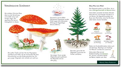 Der Fliegenpilz - Vergängliche Schönheit - Wawra Naturpostkarte Nr. 14 zum Entdecken, Beobachten, Bestimmen - 22 cm x 12 cm von NATUR-VERLAG WAWRA