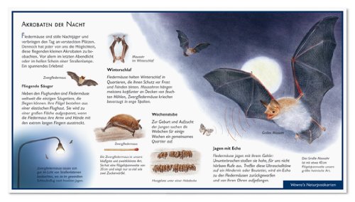Fledermäuse - Akrobaten der Nacht - Wawra Naturpostkarte Nr. 28 zum Entdecken, Beobachten, Bestimmen - 22 cm x 12 cm von NATUR-VERLAG WAWRA
