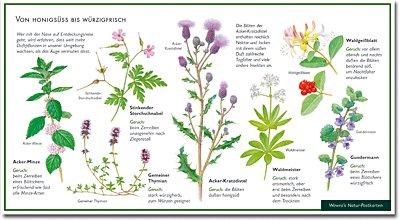 Wildpflanzen mit besonderem Duft - Von Honigsüss bis Würzigfrisch - Wawra Naturpostkarte Nr. 3 zum Entdecken, Beobachten, Bestimmen - 22 cm x 12 cm von NATUR-VERLAG WAWRA