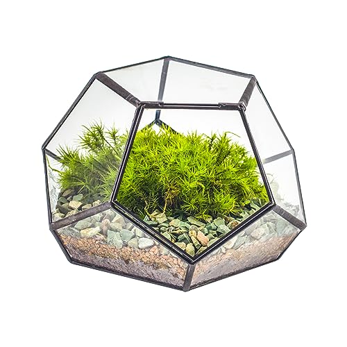 NCYP 18x18x12,5 cm Kleines geometrisches Terrarium aus Glas mit Tür, Schwarzer Pentagon-Übertopf für Sukkulenten, Luftpflanzen handgefertigt Home Garden Büro Tischdekoration (nur Terrarium) von NCYP