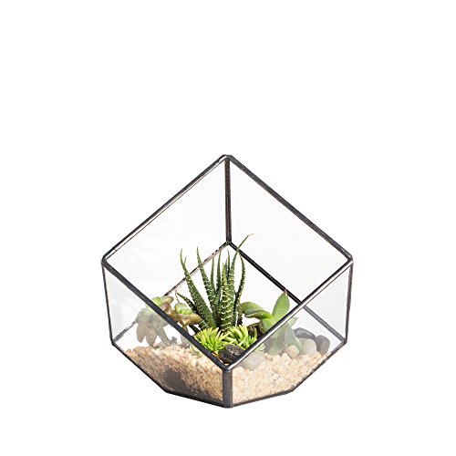 NCYP Glas Geometrische Terrarium Box Hausgarten Fensterbank Balkon Tischplatte Dekor Schrägwürfel Kleine Sukkulente Farn Moos Blume Pflanzgefäß Topf 10cm, Keine Pflanzen von NCYP