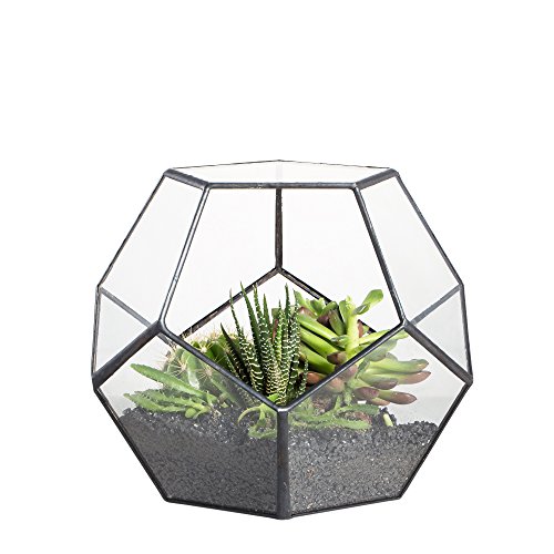 NCYP Handmade Blumentopf Transparentes fünfeckiges Dodekaeder Glas, Terrarium, auch für Sukkulenten, farblos, Schwarz (ohne Pflanzen) von NCYP