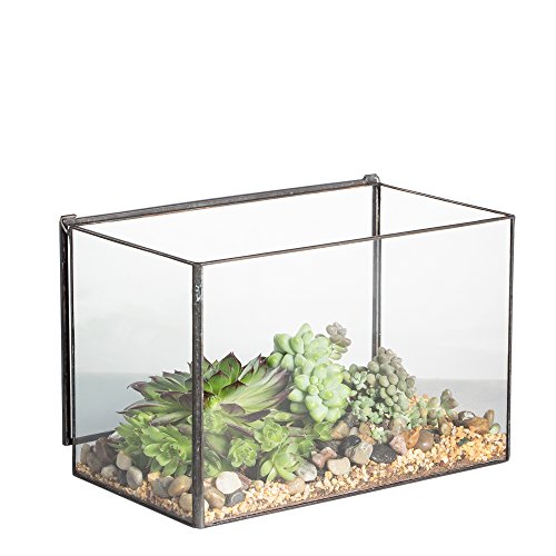 Rectangle Clear Glass Geometric Terrarium Box Tabletop Succulent Plant Planter Moss Fern by NCYP von NCYP