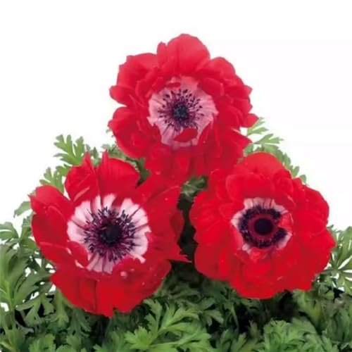 Anemonen Zwiebeln – Dekorative Mehrjährige in seltenen Farben – Winterharte Blütenpracht für Garten, Topf & Innendeko-10 zwiebeln-A Anemonen Zwiebeln – Dekorative Mehrjährige in seltenen Farben – Winterharte Blütenpracht für Garten, Topf & Innendeko-10 zwiebeln-A von NDFDFEC