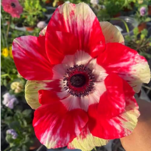 Anemonen Zwiebeln – Dekorative Mehrjährige in seltenen Farben – Winterharte Blütenpracht für Garten, Topf & Innendeko-10 zwiebeln-E Anemonen Zwiebeln – Dekorative Mehrjährige in seltenen Farben – Winterharte Blütenpracht für Garten, Topf & Innendeko-10 zwiebeln-E von NDFDFEC