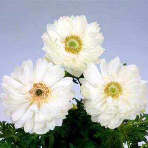 Anemonen Zwiebeln – Dekorative Mehrjährige in seltenen Farben – Winterharte Blütenpracht für Garten, Topf & Innendeko-15 zwiebeln-H Anemonen Zwiebeln – Dekorative Mehrjährige in seltenen Farben – Winterharte Blütenpracht für Garten, Topf & Innendeko-15 zwiebeln-H von NDFDFEC