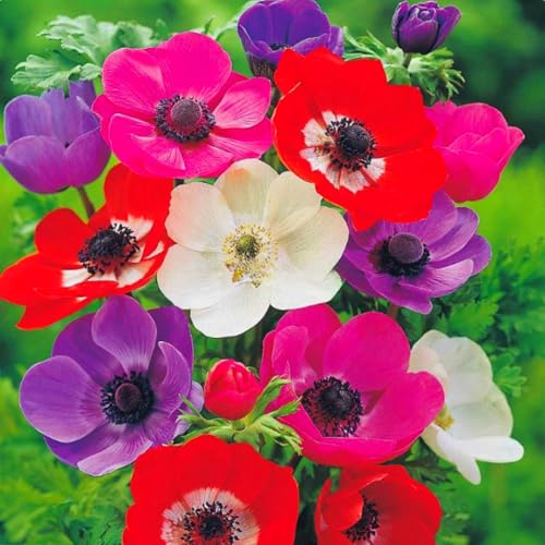Anemonen Zwiebeln – Dekorative Mehrjährige in seltenen Farben – Winterharte Blütenpracht für Garten, Topf & Innendeko-5 zwiebeln-I Anemonen Zwiebeln – Dekorative Mehrjährige in seltenen Farben – Winterharte Blütenpracht für Garten, Topf & Innendeko-5 zwiebeln-I von NDFDFEC