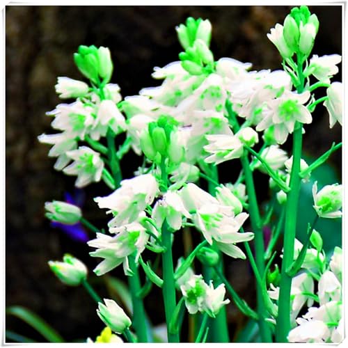 Brilliant Fritillaria Zwiebeln - winterharte mehrjährige Blumenzwiebeln für Garten & Kübel - atemberaubende Frühlingsblüher mit langer Blütezeit - pflegeleicht & hochwertig-4 Zwiebeln-F von NDFDFEC