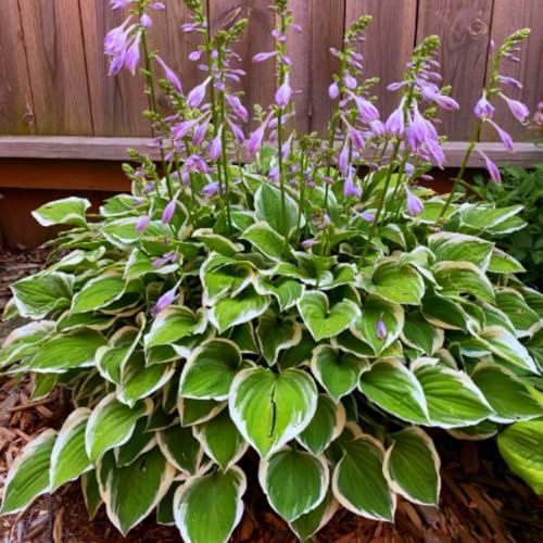 Brilliant Hosta – mehrjährige Zwiebeln in großen Mengen – professionelle Bepflanzung für atemberaubende Gartendekorationen – 10 Zwiebeln – C Brilliant Hosta – mehrjährige Zwiebeln in großen Mengen – professionelle Bepflanzung für atemberaubende Gartendekorationen – 10 Zwiebeln – C von NDFDFEC
