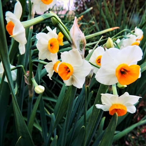 Brilliant Narzissen Zwiebeln - winterharte Frühlingsblüher für Garten & Hydrokultur - mehrjährige Blumenzwiebeln für Beet, Topf & Zimmerkultur - pflegeleicht mit langer Blütezeit-10 zwiebeln-E von NDFDFEC