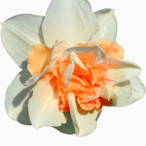 Brilliant Narzissen Zwiebeln - winterharte Frühlingsblüher für Garten & Hydrokultur - mehrjährige Blumenzwiebeln für Beet, Topf & Zimmerkultur - pflegeleicht mit langer Blütezeit-2 zwiebeln-A von NDFDFEC