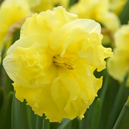 Brilliant Narzissen Zwiebeln - winterharte Frühlingsblüher für Garten & Hydrokultur - mehrjährige Blumenzwiebeln für Beet, Topf & Zimmerkultur - pflegeleicht mit langer Blütezeit-2 zwiebeln-B von NDFDFEC