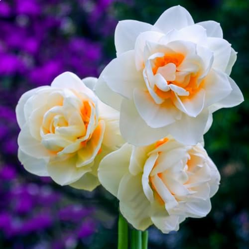 Brilliant Narzissen Zwiebeln - winterharte Frühlingsblüher für Garten & Hydrokultur - mehrjährige Blumenzwiebeln für Beet, Topf & Zimmerkultur - pflegeleicht mit langer Blütezeit-2 zwiebeln-F von NDFDFEC