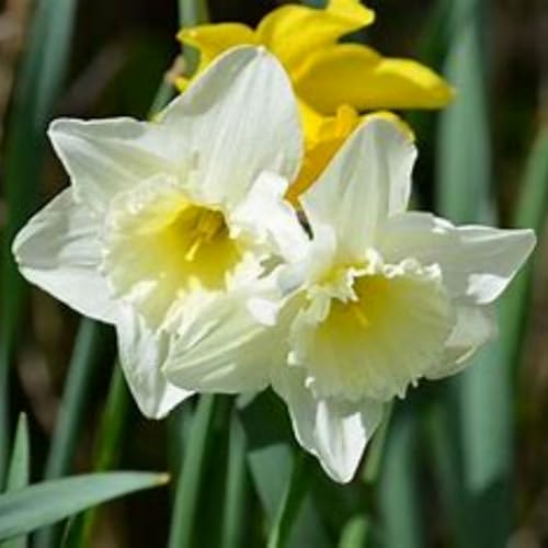 Brilliant Narzissen Zwiebeln - winterharte Frühlingsblüher für Garten & Hydrokultur - mehrjährige Blumenzwiebeln für Beet, Topf & Zimmerkultur - pflegeleicht mit langer Blütezeit-2 zwiebeln-H von NDFDFEC