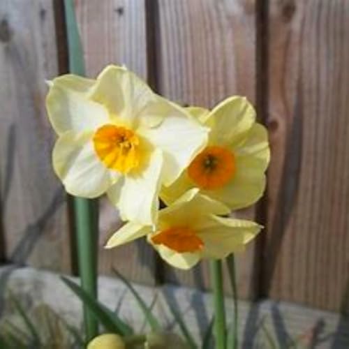 Brilliant Narzissen Zwiebeln - winterharte Frühlingsblüher für Garten & Hydrokultur - mehrjährige Blumenzwiebeln für Beet, Topf & Zimmerkultur - pflegeleicht mit langer Blütezeit-4 zwiebeln-I von NDFDFEC