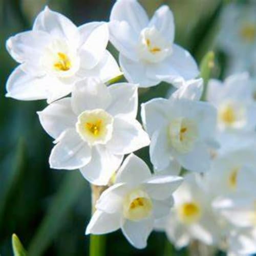 Brilliant Narzissen Zwiebeln - winterharte Frühlingsblüher für Garten & Hydrokultur - mehrjährige Blumenzwiebeln für Beet, Topf & Zimmerkultur - pflegeleicht mit langer Blütezeit-8 zwiebeln-D von NDFDFEC