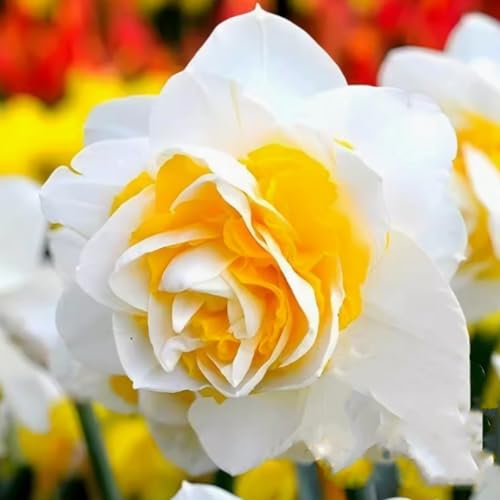 Brilliant Narzissen Zwiebeln - winterharte Frühlingsblüher für Garten & Hydrokultur - mehrjährige Blumenzwiebeln für Beet, Topf & Zimmerkultur - pflegeleicht mit langer Blütezeit-8 zwiebeln-G von NDFDFEC