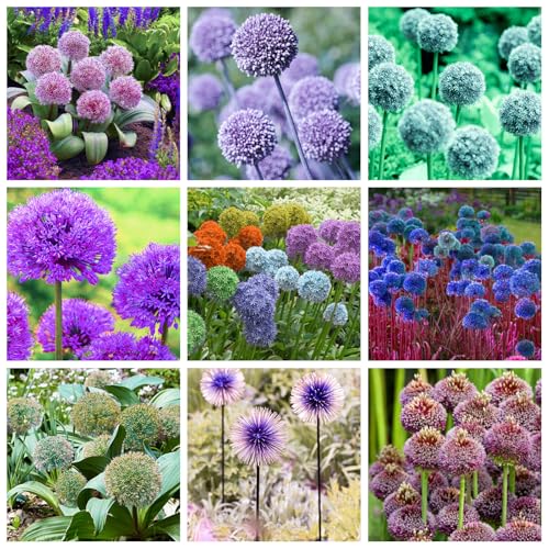 Gemischte Allium Zwiebeln – Winterharte Premiumsorten in seltenen Farben – Mehrjährige Dekoration für beeindruckende Gartenbilder-4 zwiebeln Gemischte Allium Zwiebeln – Winterharte Premiumsorten in seltenen Farben – Mehrjährige Dekoration für beeindruckende Gartenbilder-4 zwiebeln von NDFDFEC
