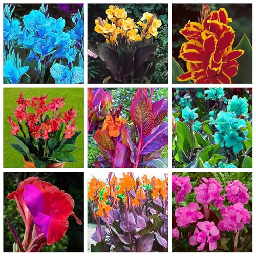 Gemischte Canna Zwiebeln – Seltene Farben & kältebeständig – Hochwertige Blütenpracht für Garten & Kübel – Pflegeleicht & mehrjährig-4 zwiebel Gemischte Canna Zwiebeln – Seltene Farben & kältebeständig – Hochwertige Blütenpracht für Garten & Kübel – Pflegeleicht & mehrjährig-4 zwiebel von NDFDFEC