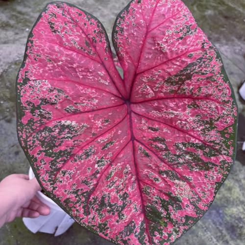Giant Elefantenohr Zwiebeln - Winterharte Riesenblatt-Schattenpflanze mit seltenen Blattfarben - Mehrjährige & dekorative Zwiebelpflanze für exotische Gartengestaltung-2 zwiebel-C Giant Elefantenohr Zwiebeln - Winterharte Riesenblatt-Schattenpflanze mit seltenen Blattfarben - Mehrjährige & dekorative Zwiebelpflanze für exotische Gartengestaltung-2 zwiebel-C von NDFDFEC