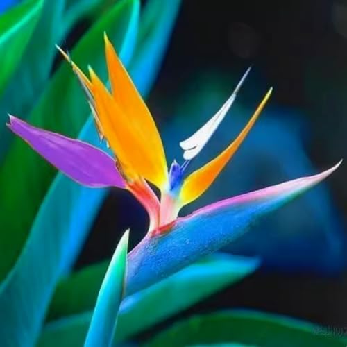 Hervorragende Paradiesvogelblumen zwiebeln (Strelitzia reginae) – Winterharte Pflanzen – Tropische Blumen für Garten und Topf – Mehrjährig und pflegeleicht-15 zwiebeln-d von NDFDFEC
