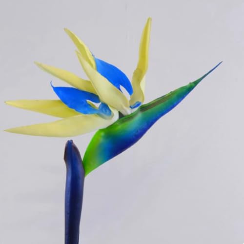 Hervorragende Paradiesvogelblumen zwiebeln (Strelitzia reginae) – Winterharte Pflanzen – Tropische Blumen für Garten und Topf – Mehrjährig und pflegeleicht-5 zwiebeln-a von NDFDFEC