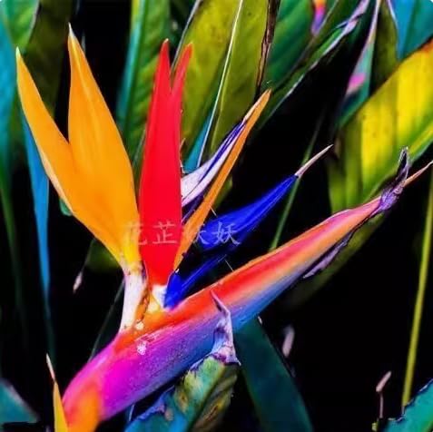 Hervorragende Paradiesvogelblumen zwiebeln (Strelitzia reginae) – Winterharte Pflanzen – Tropische Blumen für Garten und Topf – Mehrjährig und pflegeleicht-8 zwiebeln-e von NDFDFEC