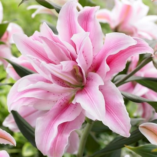 Lilien, winterharte Knollen, farbenfrohe mehrjährige Blüten mit starkem Duft, geeignet zum Pflanzen in Gärten und Vasen-6 zwiebeln-a Lilien, winterharte Knollen, farbenfrohe mehrjährige Blüten mit starkem Duft, geeignet zum Pflanzen in Gärten und Vasen-6 zwiebeln-a von NDFDFEC