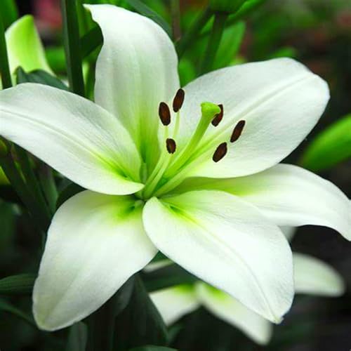 Lilien, winterharte Knollen, farbenfrohe mehrjährige Blüten mit starkem Duft, geeignet zum Pflanzen in Gärten und Vasen-8 zwiebeln-h Lilien, winterharte Knollen, farbenfrohe mehrjährige Blüten mit starkem Duft, geeignet zum Pflanzen in Gärten und Vasen-8 zwiebeln-h von NDFDFEC