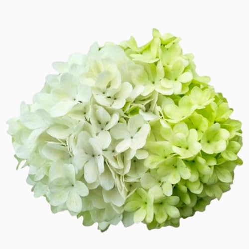 Premium Hortensien Zwiebeln – Winterharte Großblüten für romantische Gärten – Mehrjährige Stauden als Schnittblumen & Vasendekor-4 zwiebeln-E von NDFDFEC