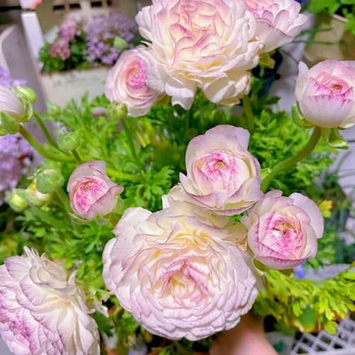 Premium Ranunkeln zwiebeln – üppige Blüten, winterhart – einfach in Blumenbeeten und farbenfrohen Gärten zu züchten-10 zwiebeln-G Premium Ranunkeln zwiebeln – üppige Blüten, winterhart – einfach in Blumenbeeten und farbenfrohen Gärten zu züchten-10 zwiebeln-G von NDFDFEC