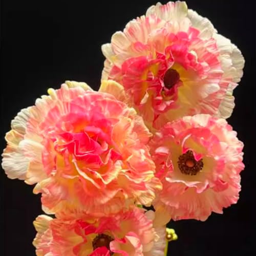 Premium Ranunkeln zwiebeln – üppige Blüten, winterhart – einfach in Blumenbeeten und farbenfrohen Gärten zu züchten-15 zwiebeln-B Premium Ranunkeln zwiebeln – üppige Blüten, winterhart – einfach in Blumenbeeten und farbenfrohen Gärten zu züchten-15 zwiebeln-B von NDFDFEC