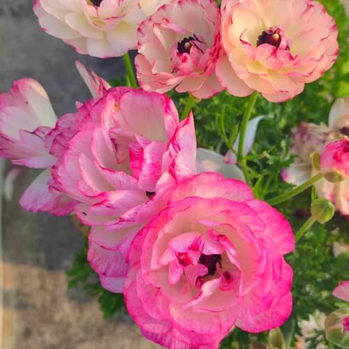 Premium Ranunkeln zwiebeln – üppige Blüten, winterhart – einfach in Blumenbeeten und farbenfrohen Gärten zu züchten-25 zwiebeln-C Premium Ranunkeln zwiebeln – üppige Blüten, winterhart – einfach in Blumenbeeten und farbenfrohen Gärten zu züchten-25 zwiebeln-C von NDFDFEC