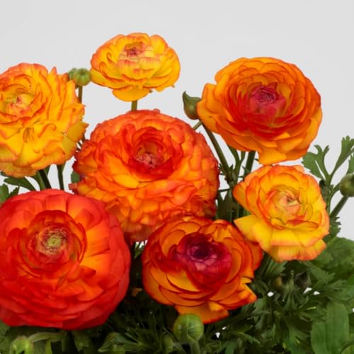 Premium Ranunkeln zwiebeln – üppige Blüten, winterhart – einfach in Blumenbeeten und farbenfrohen Gärten zu züchten-5 zwiebeln-F Premium Ranunkeln zwiebeln – üppige Blüten, winterhart – einfach in Blumenbeeten und farbenfrohen Gärten zu züchten-5 zwiebeln-F von NDFDFEC