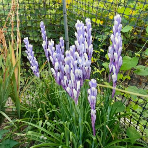 Premium Tuberose-Zwiebeln – Intensiv duftende & winterharte Mehrjährige – Ideal für Vasenschmuck, Gärten & stilvolle Innendeko-15 zwiebeln-C von NDFDFEC